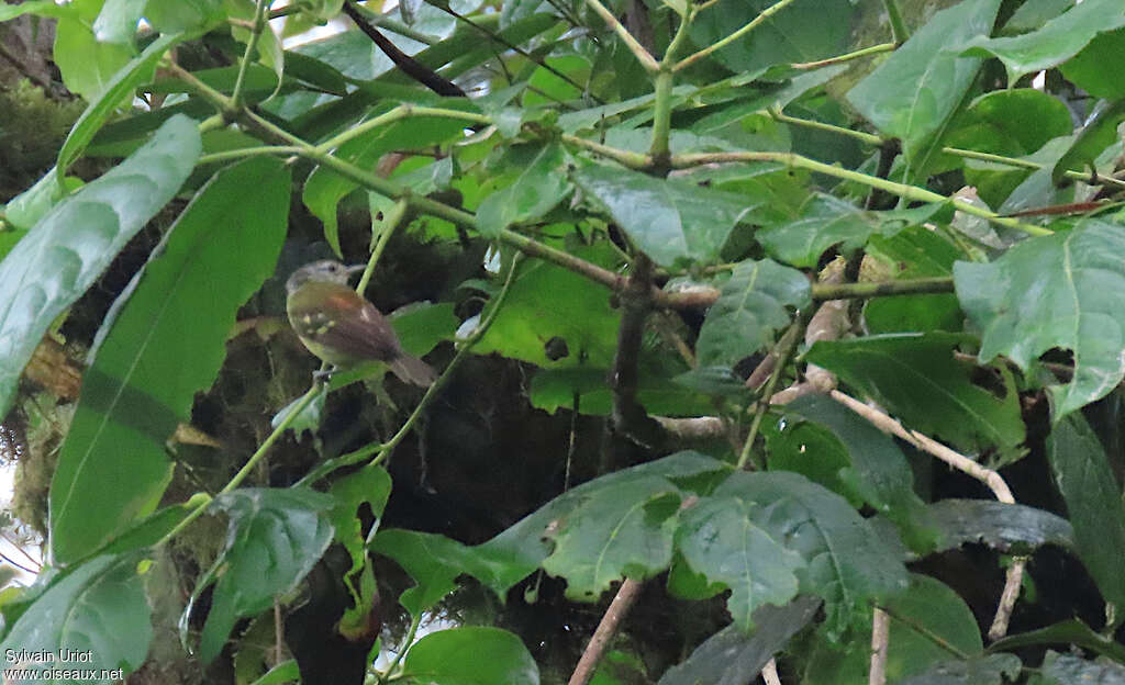 Rufous-rumped Antwren male adult, habitat, pigmentation