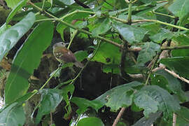 Rufous-rumped Antwren