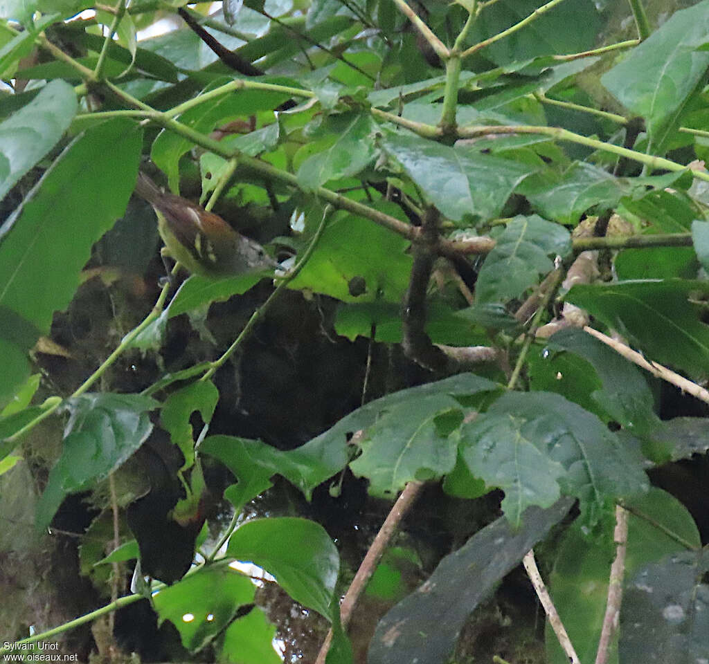 Rufous-rumped Antwren male adult, identification