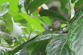 Rufous-rumped Antwren