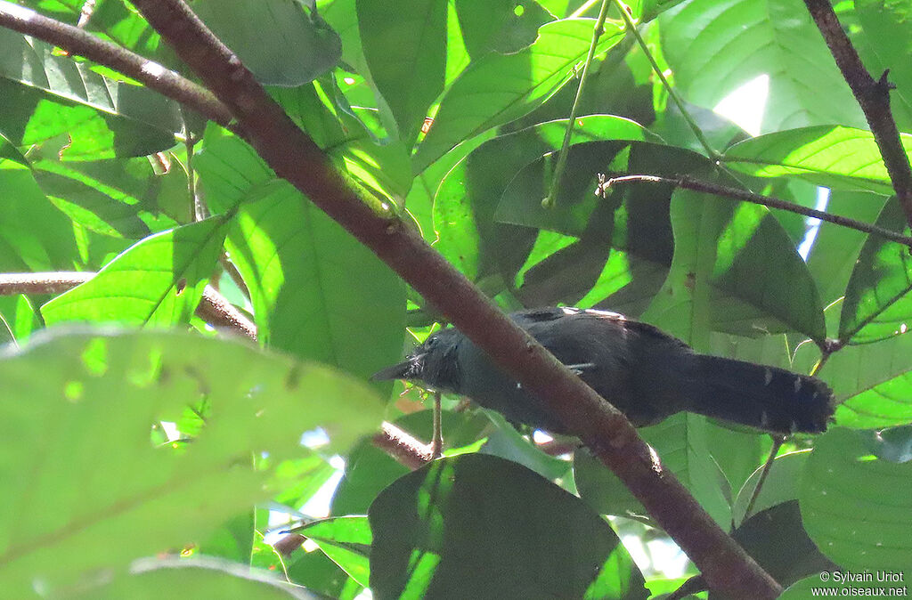 Grey Antbird male adult