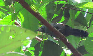 Grey Antbird