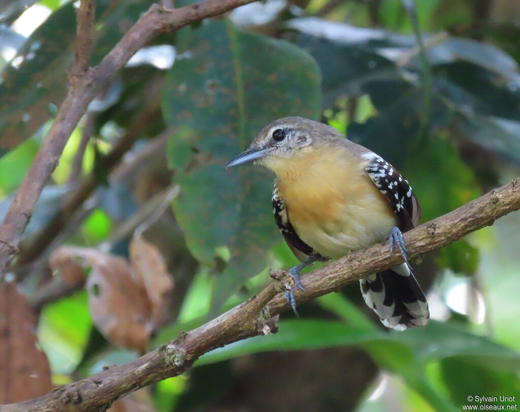 Southern White-fringed Antwren female adult