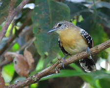 Southern White-fringed Antwren