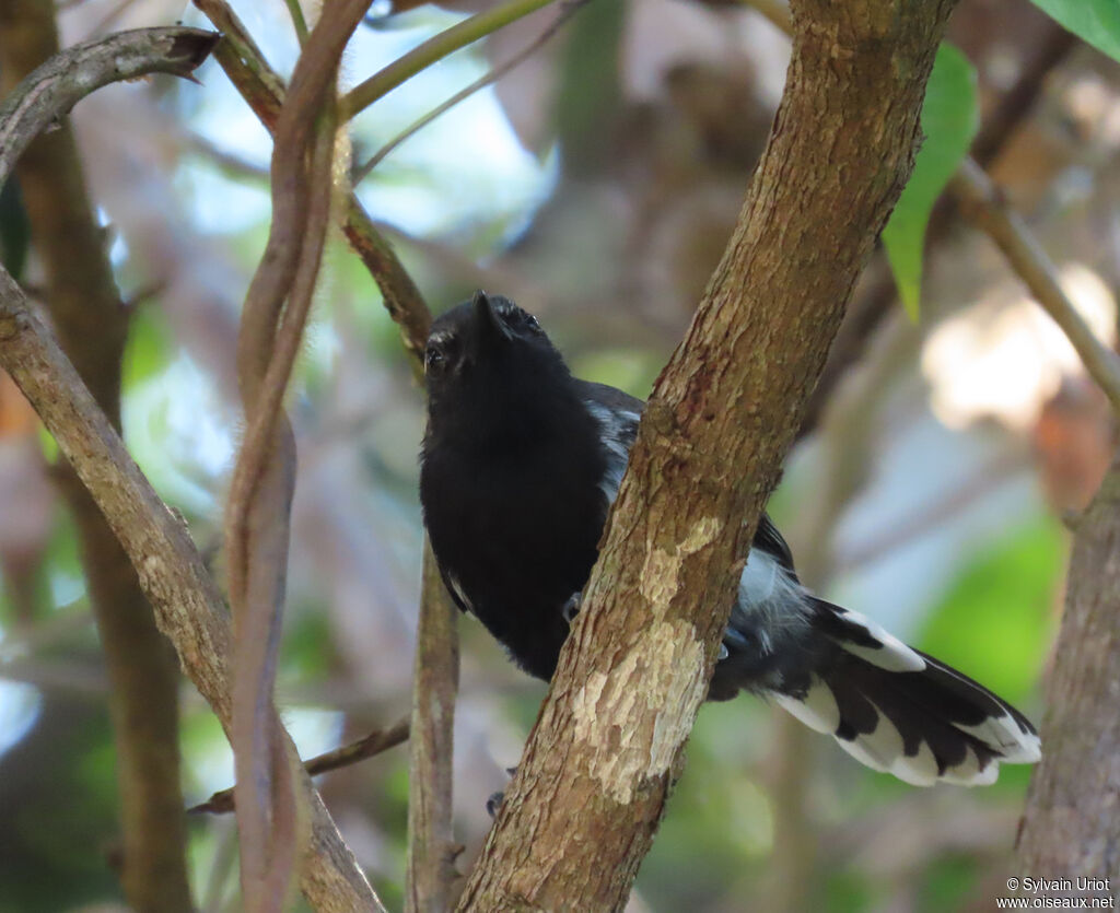 Southern White-fringed Antwren male adult