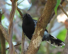 Southern White-fringed Antwren