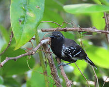 Southern White-fringed Antwren