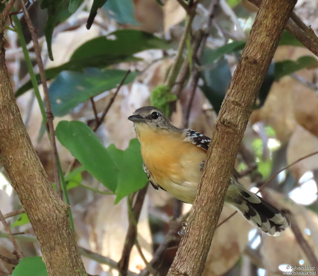 Southern White-fringed Antwren female adult