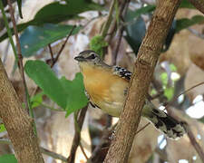 Southern White-fringed Antwren