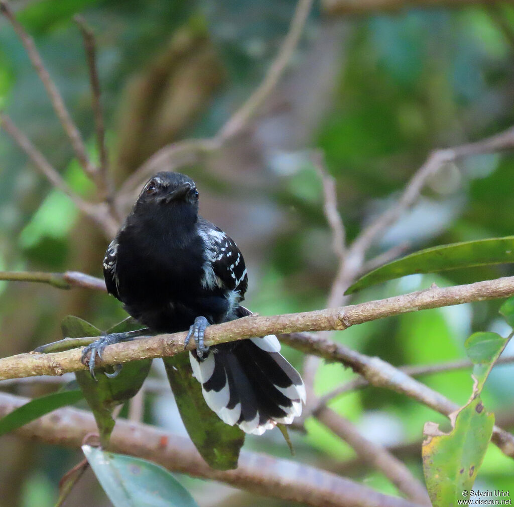 Southern White-fringed Antwren male adult