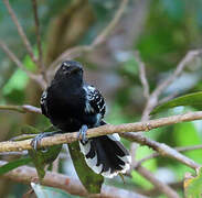 Southern White-fringed Antwren