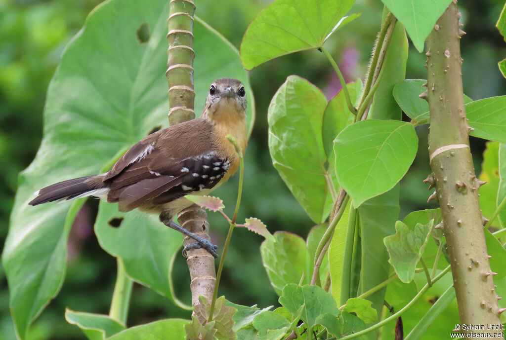 Southern White-fringed Antwren female adult