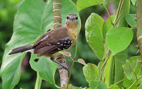 Southern White-fringed Antwren