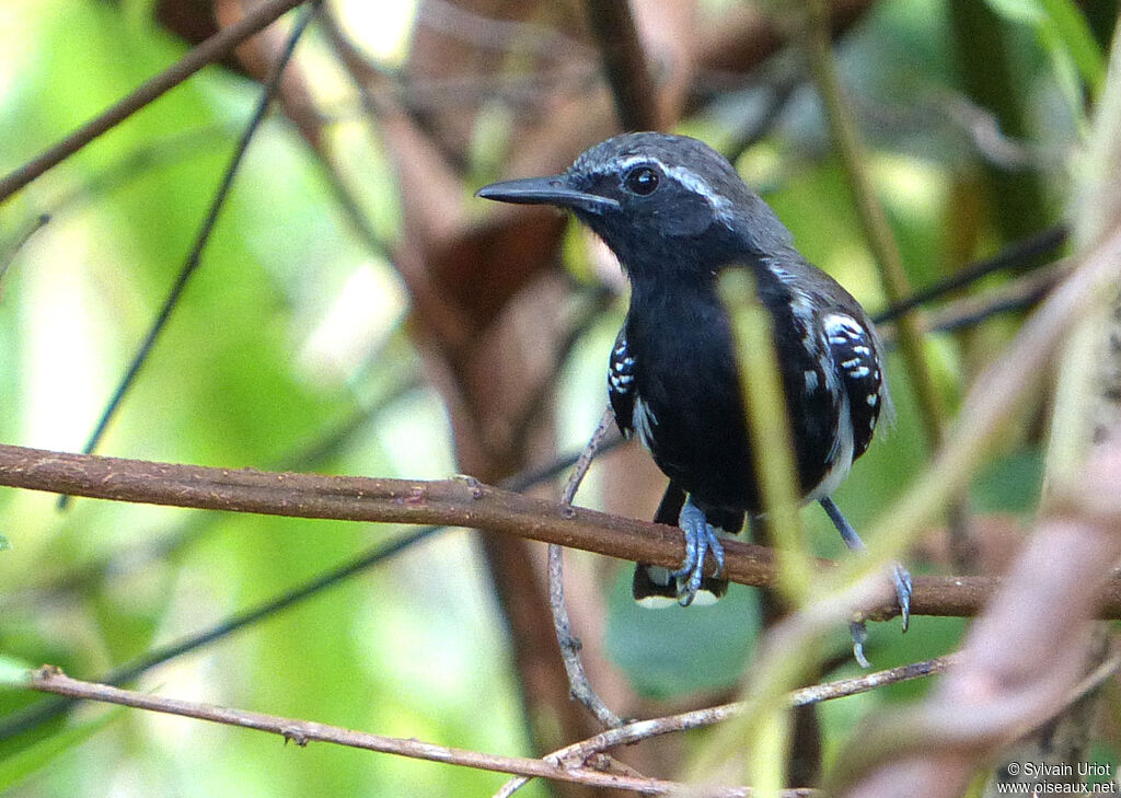 Southern White-fringed Antwren male adult