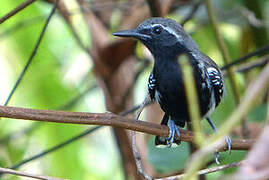 Southern White-fringed Antwren