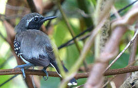 Southern White-fringed Antwren