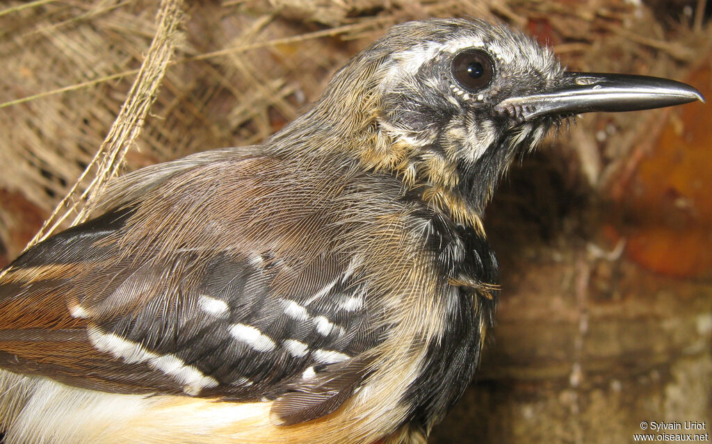 Southern White-fringed Antwren male immature