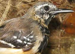 Southern White-fringed Antwren