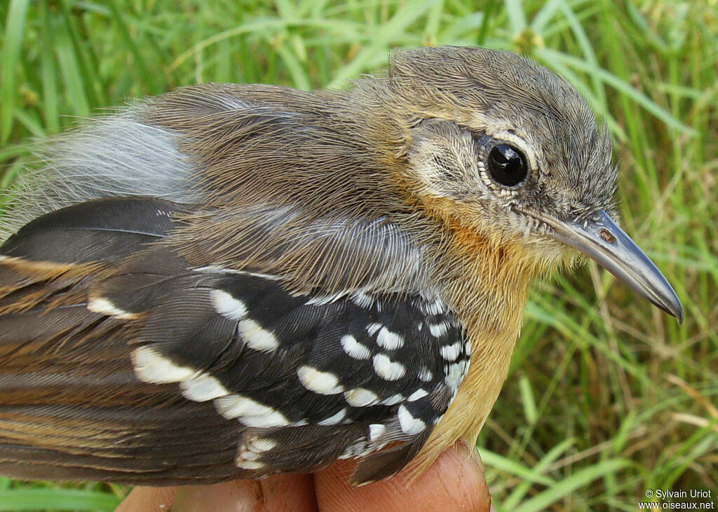 Southern White-fringed Antwren female adult