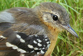 Southern White-fringed Antwren