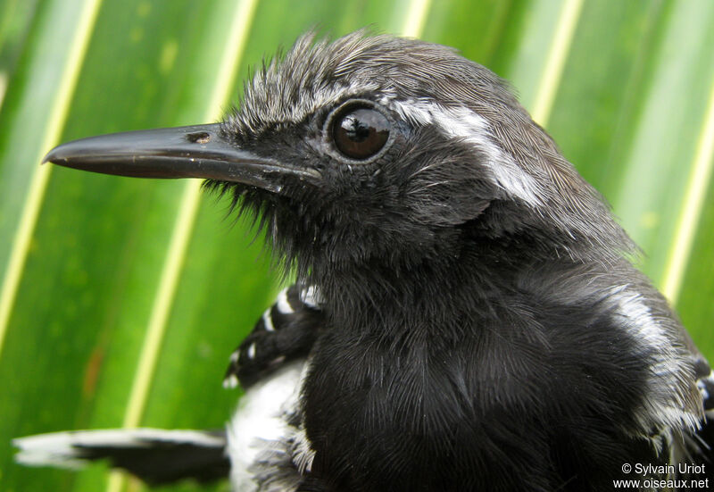 Southern White-fringed Antwren male adult