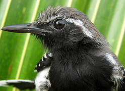 Southern White-fringed Antwren