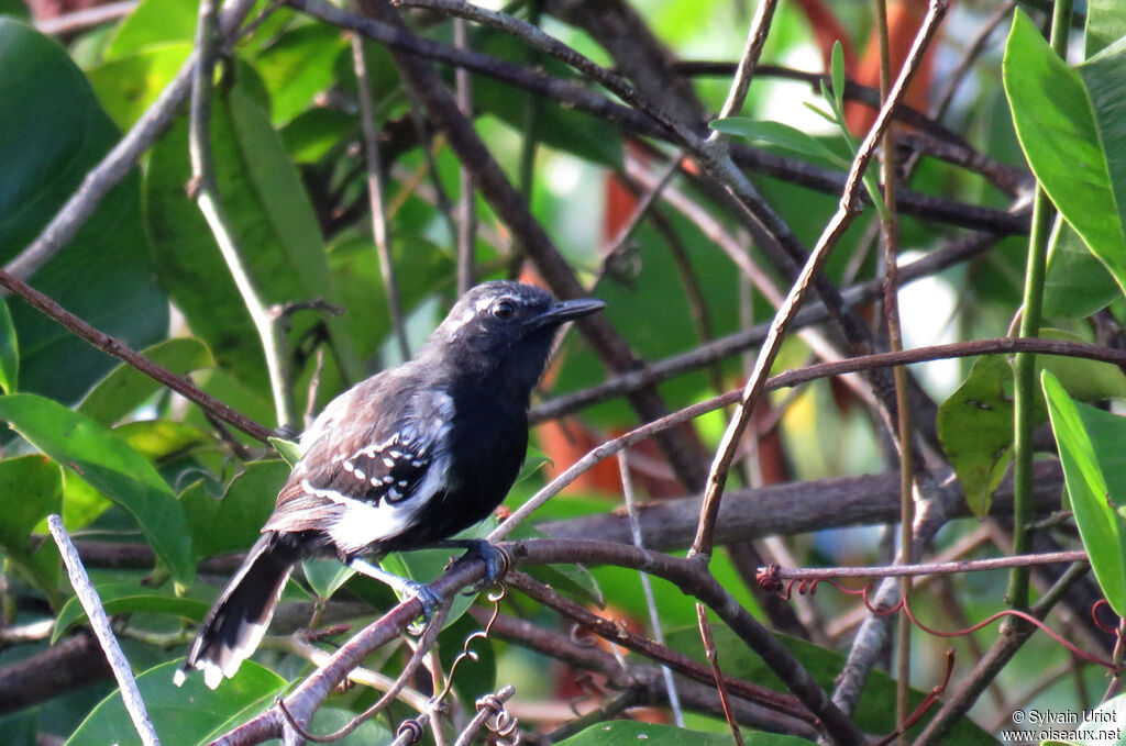 Southern White-fringed Antwren male adult