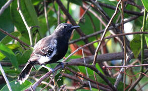 Southern White-fringed Antwren