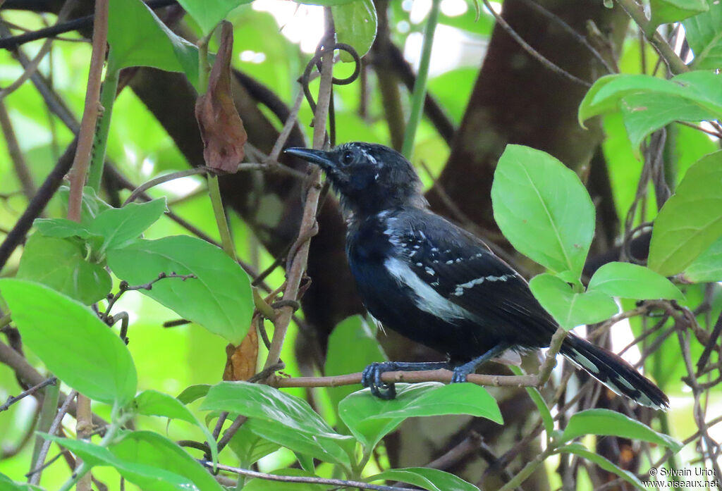 Southern White-fringed Antwren male adult