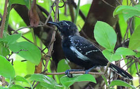 Southern White-fringed Antwren