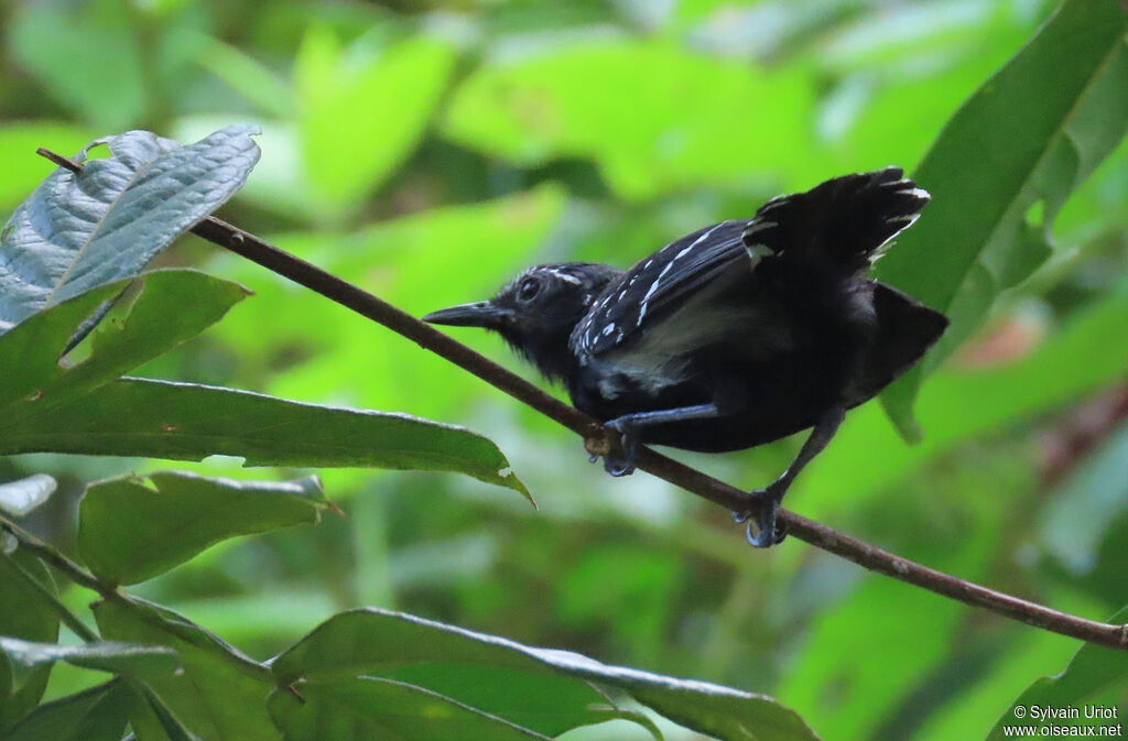 Southern White-fringed Antwren male adult