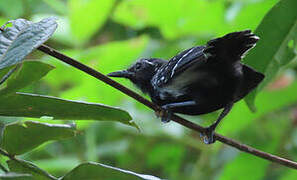 Southern White-fringed Antwren