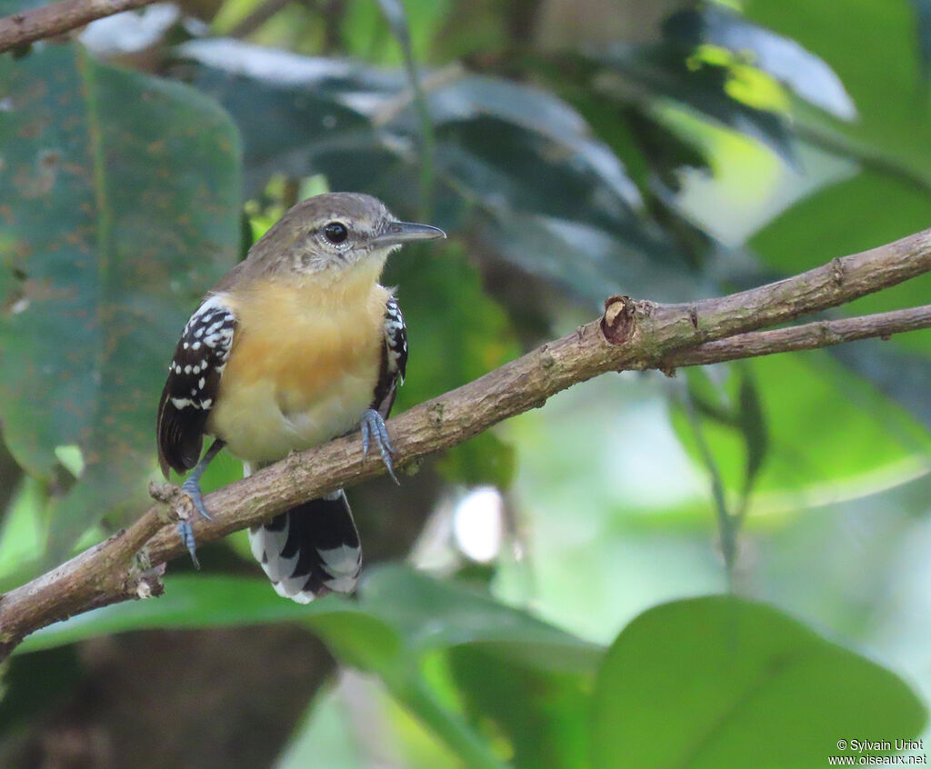 Southern White-fringed Antwren female adult