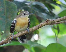 Southern White-fringed Antwren