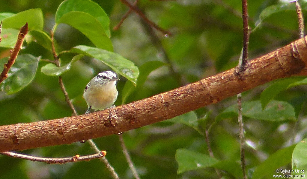 Todd's Antwren female adult