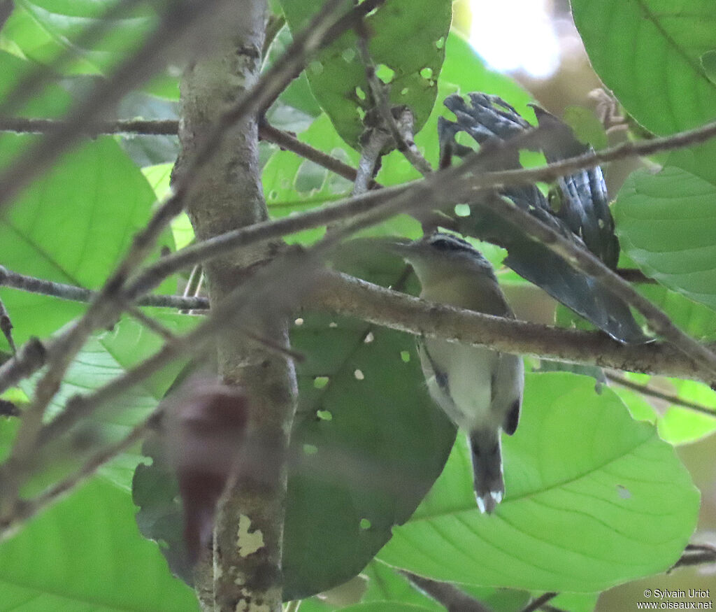 Todd's Antwren female adult