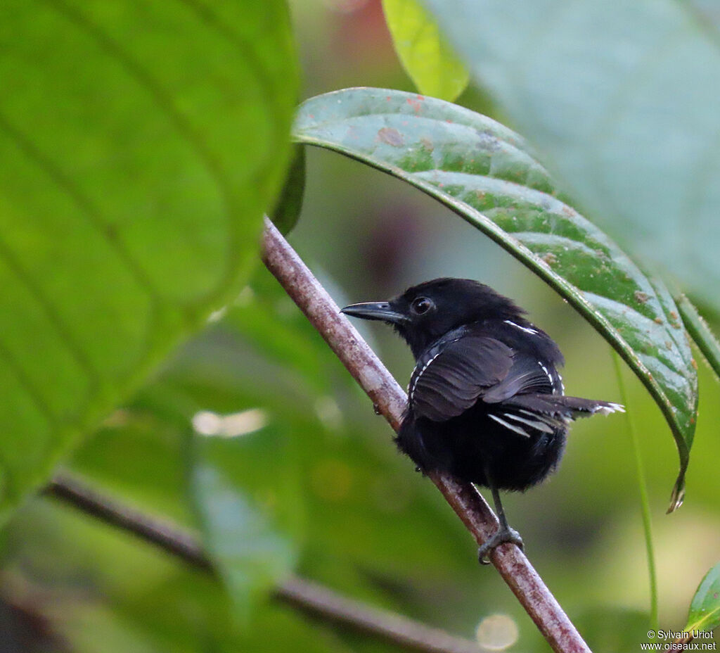 Dot-winged Antwren male adult