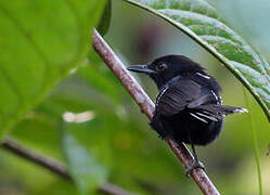 Dot-winged Antwren