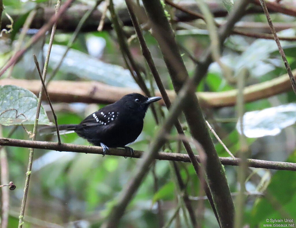 Dot-winged Antwren male adult