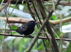 Dot-winged Antwren