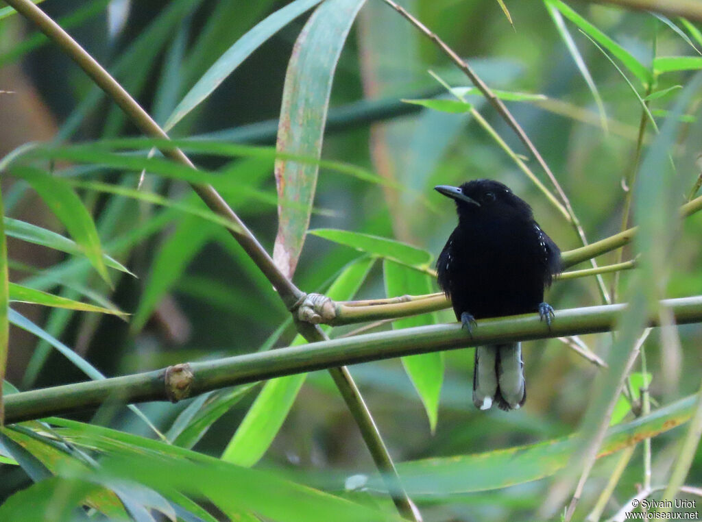 Dot-winged Antwren male adult