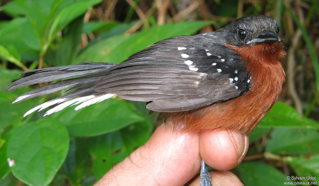 Dot-winged Antwren female adult