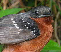 Dot-winged Antwren