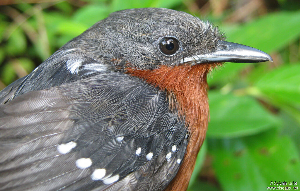 Dot-winged Antwren female adult