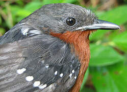 Dot-winged Antwren