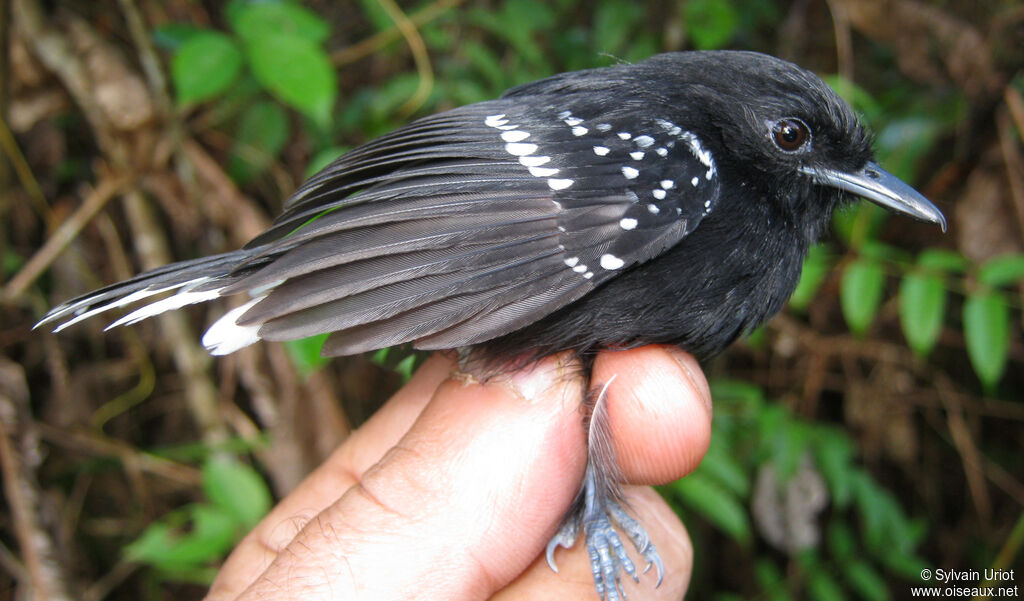 Dot-winged Antwren male adult