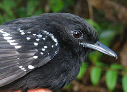 Dot-winged Antwren