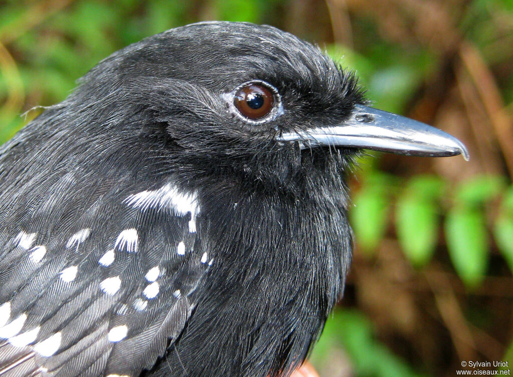 Dot-winged Antwren male adult