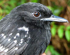 Dot-winged Antwren