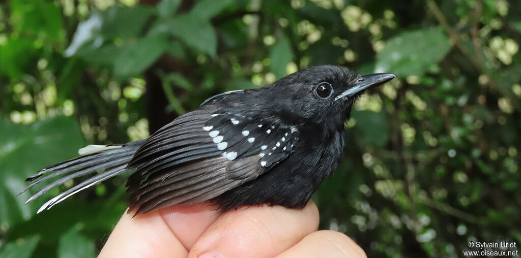 Dot-winged Antwren male adult